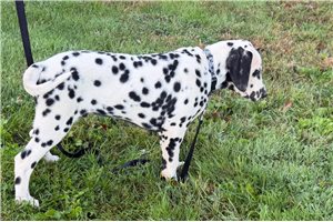 Andy - Dalmatian for sale