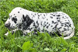 Angus - Dalmatian for sale
