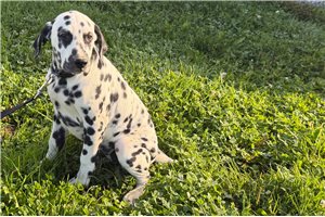 Amelie, a Dalmatian puppy