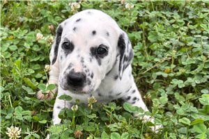 Amelia - Dalmatian for sale