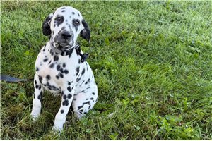 Amelie - Dalmatian for sale