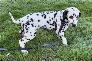 Andy - Dalmatian for sale