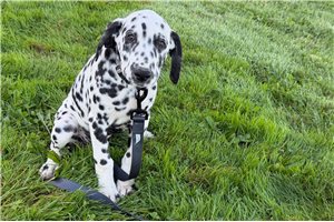 Andre - Dalmatian for sale
