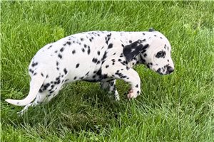 Andy - Dalmatian for sale