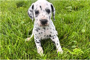 Andre - Dalmatian for sale