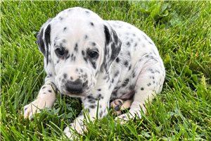 Angus - Dalmatian for sale
