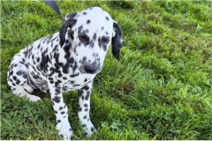 Angus - Dalmatian for sale