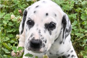 Amelie - Dalmatian for sale