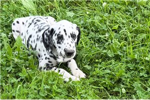 Andre - Dalmatian for sale