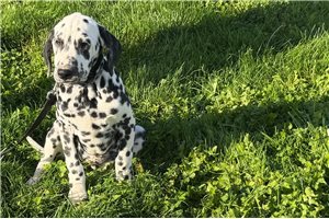 Angus - Dalmatian for sale