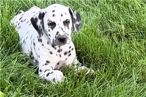 Amelie - Dalmatian for sale