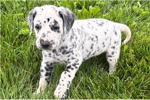 Anson - Dalmatian for sale