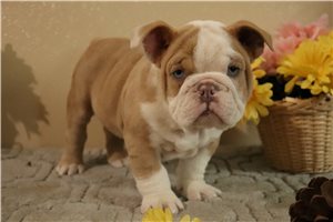Micah - English Bulldog for sale