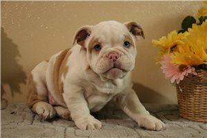 Maria - English Bulldog for sale