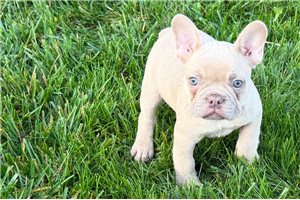Wizard - French Bulldog for sale