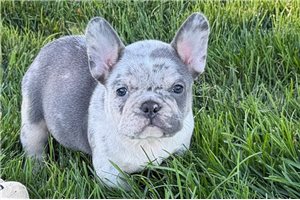Nico - Frenchton for sale