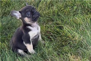 Hera - puppy for sale