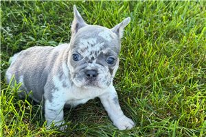 Megan - French Bulldog for sale