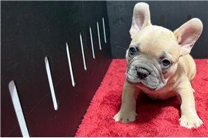 Wishbone - French Bulldog for sale