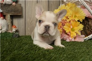 Odie - French Bulldog for sale