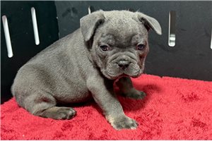 Winter - French Bulldog for sale