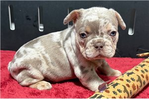 Winston - French Bulldog for sale