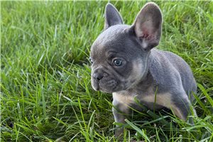 Milo - French Bulldog for sale