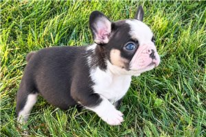 Holden - puppy for sale