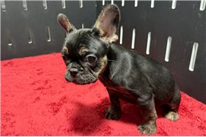 Elise - French Bulldog for sale
