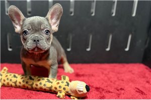 Milo - French Bulldog for sale