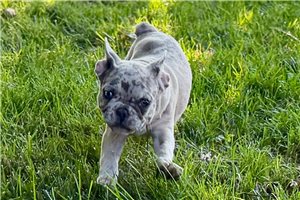 Goose - French Bulldog for sale