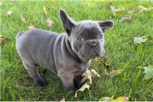Murdock - French Bulldog for sale