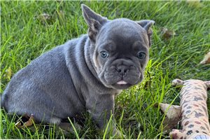 Mateo - French Bulldog for sale