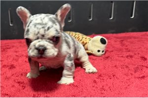 Lilac - French Bulldog for sale