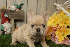 Opal - French Bulldog for sale