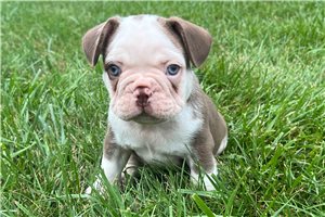 Miguel - French Bulldog for sale