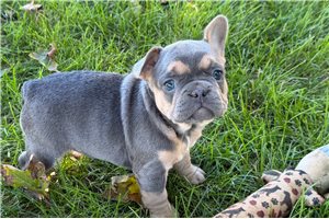 Marissa - French Bulldog for sale