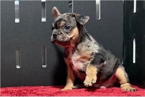 Hickory - French Bulldog for sale