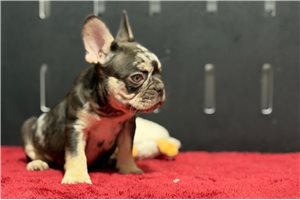 Gene - French Bulldog for sale