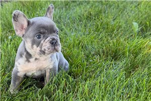 Miller - puppy for sale