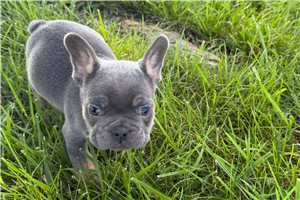 Milo - puppy for sale