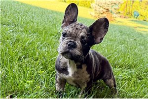 Goldie - French Bulldog for sale