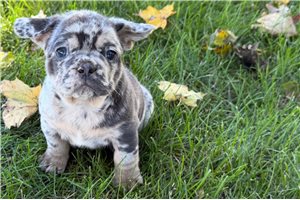 Morty - French Bulldog for sale