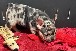 Hermes - French Bulldog for sale