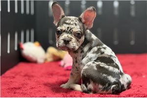 Gabriella - French Bulldog for sale