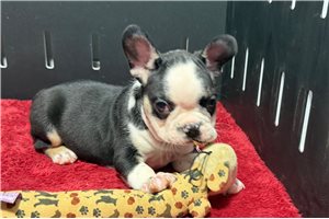 Harrison - French Bulldog for sale