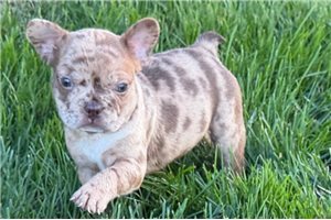 Nathan - puppy for sale