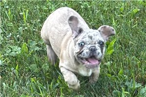 Goose - French Bulldog for sale