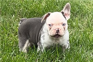 Mikey - puppy for sale