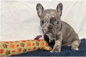 Ingrid - puppy for sale